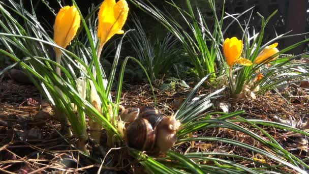 Au début du printemps dans les contreforts du Caucase. Crocus aux fleurs de printemps et escargot des raisins . — Video