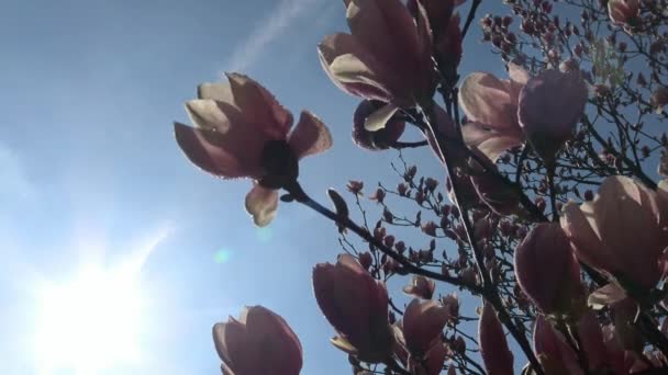 Ljusa och färgstarka blommande Magnolia träd i den offentliga trädgården Krasnodar. — Stockvideo