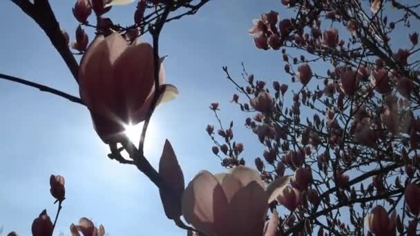 Ljusa och färgstarka blommande Magnolia träd i den offentliga trädgården Krasnodar. — Stockvideo