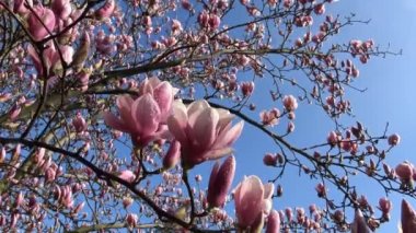 Parlak ve renkli çiçekli Manolya ağaçlarında Krasnodar kamu bahçeleri.