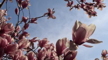 Parlak ve renkli çiçekli Manolya ağaçlarında Krasnodar kamu bahçeleri.