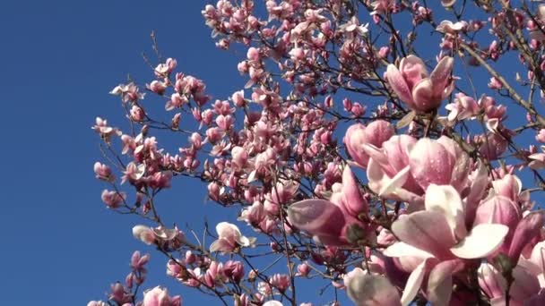 Bright and colorful flowering Magnolia trees in the public gardens of Krasnodar. — Stock Video