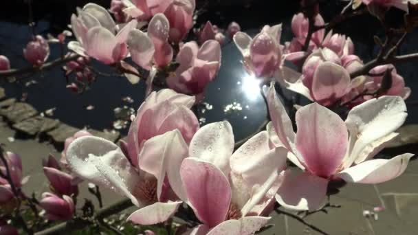 Árboles de Magnolia florecientes brillantes y coloridos en los jardines públicos de Krasnodar . — Vídeos de Stock