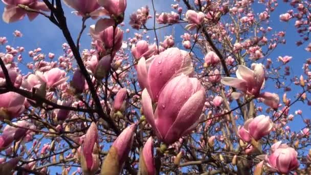 Bright and colorful flowering Magnolia trees in the public gardens of Krasnodar. — Stock Video