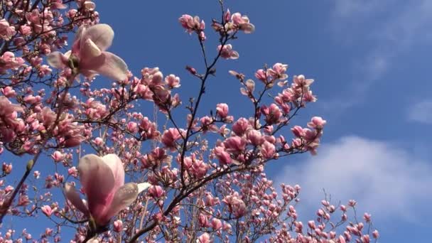 Floração brilhante e colorido Magnolia árvores nos jardins públicos de Krasnodar . — Vídeo de Stock