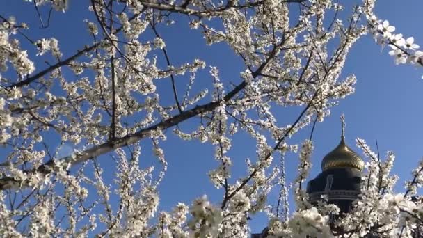 A cúpula do templo ortodoxo em um jardim exuberante . — Vídeo de Stock