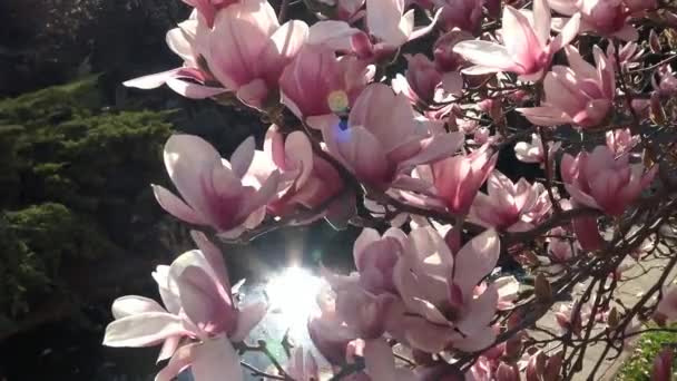 Φωτεινό και πολύχρωμο ανθίζοντας δέντρα Magnolia στους δημόσιους κήπους του Κρασνοντάρ. — Αρχείο Βίντεο