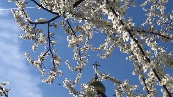 Kubah kuil Ortodoks di taman subur. . — Stok Video