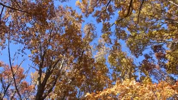 De heldere kleuren van de herfst natuur in de uitlopers van de Kaukasus. — Stockvideo