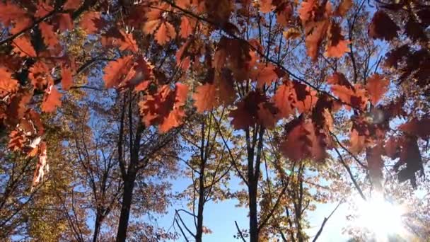 Warna-warna cerah alam musim gugur di kaki bukit Kaukasus . — Stok Video