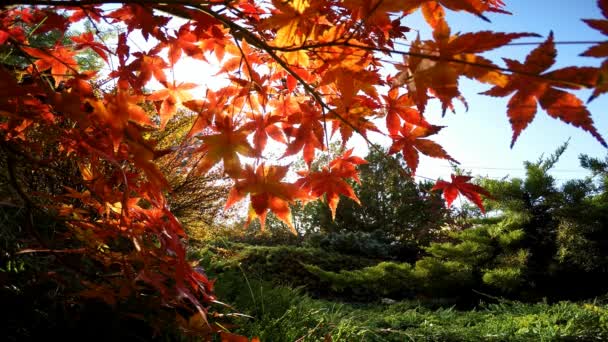 コーカサス山脈のふもとの小丘の秋の自然の鮮やかな色. — ストック動画
