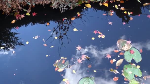 Ljusa färger i höst naturen vid foten av Kaukasus. — Stockvideo