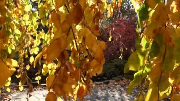 在山脚下的高加索地区秋季性质的明亮的颜色. — 图库视频影像