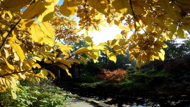 De heldere kleuren van de herfst natuur in de uitlopers van de Kaukasus. — Stockvideo