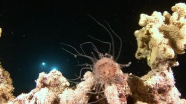 Mısır yakınlarında Kızıldeniz Dalış.