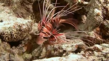 Mısır yakınlarında Kızıldeniz Dalış.