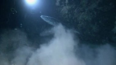 Mısır yakınlarında Kızıldeniz Dalış.