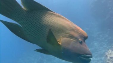 Mısır yakınlarında Kızıldeniz Dalış.