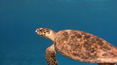 Mısır yakınlarında Kızıldeniz Dalış.