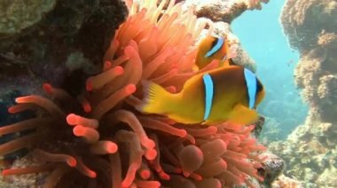 Mısır yakınlarında Kızıldeniz Dalış.