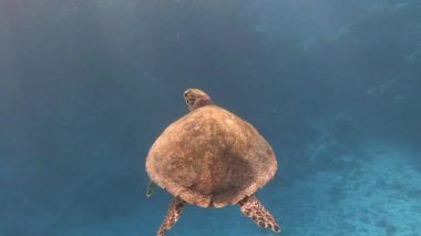 Mısır yakınlarında Kızıldeniz Dalış.