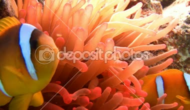 Mısır yakınlarında Kızıldeniz Dalış.