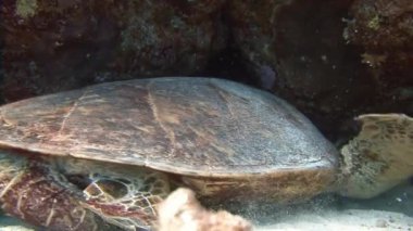 Mısır yakınlarında Kızıldeniz Dalış.