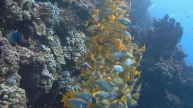 Mısır yakınlarında Kızıldeniz Dalış.