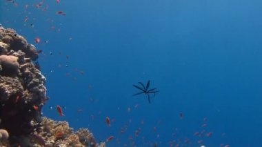 Mısır yakınlarında Kızıldeniz Dalış.