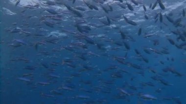 Mısır yakınlarında Kızıldeniz Dalış.