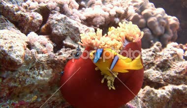 Mısır yakınlarında Kızıldeniz Dalış.