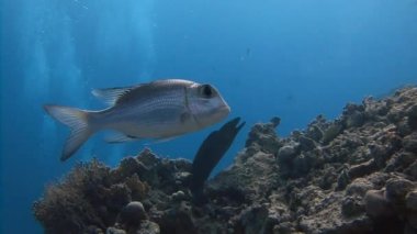 Mısır yakınlarında Kızıldeniz Dalış.
