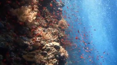 Mısır yakınlarında Kızıldeniz Dalış.