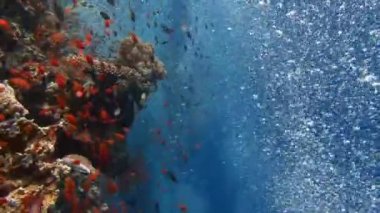 Mısır yakınlarında Kızıldeniz Dalış.