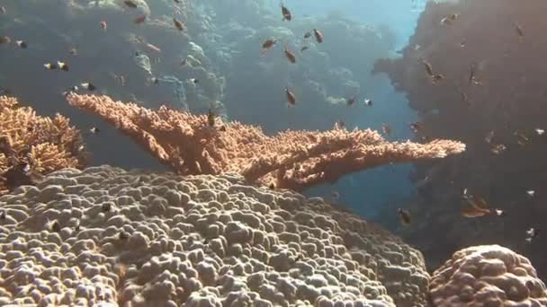 Buceo en el Mar Rojo cerca de Egipto . — Vídeo de stock