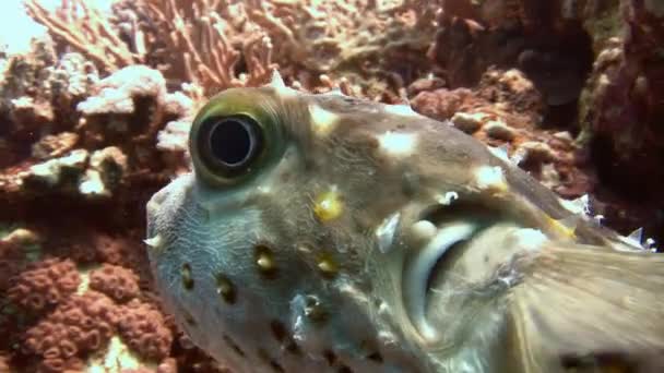 Duiken in de rode zee in de buurt van Egypte. — Stockvideo