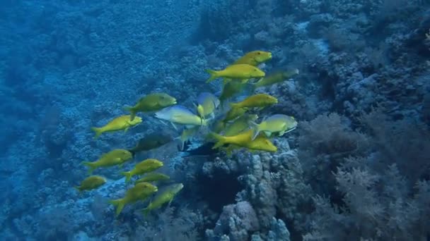 Diving in the Red sea near Egypt. — Stock Video