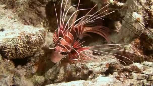 Dykning i Röda havet nära Egypten. — Stockvideo