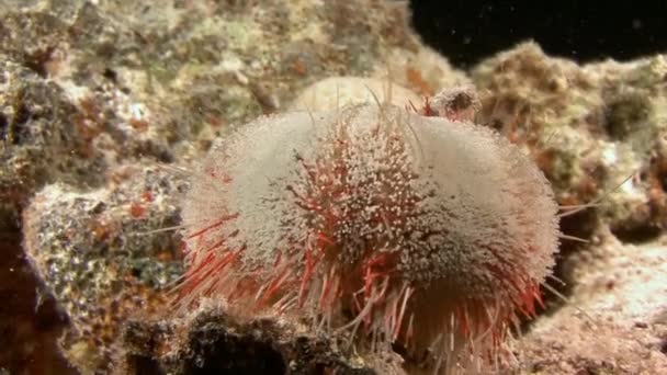 Mergulho no Mar Vermelho perto do Egito . — Vídeo de Stock