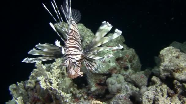 Diving in the Red sea near Egypt. — Stock Video