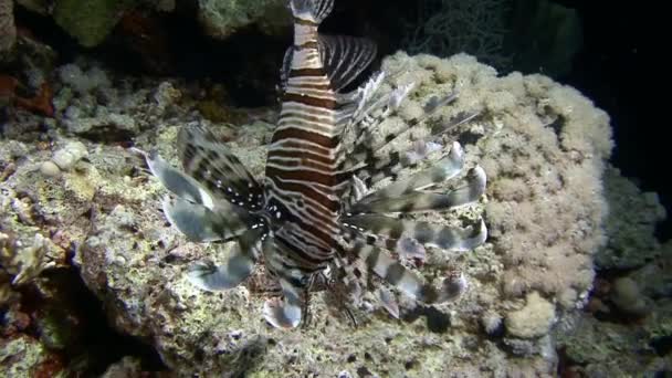 Mergulho no Mar Vermelho perto do Egito . — Vídeo de Stock