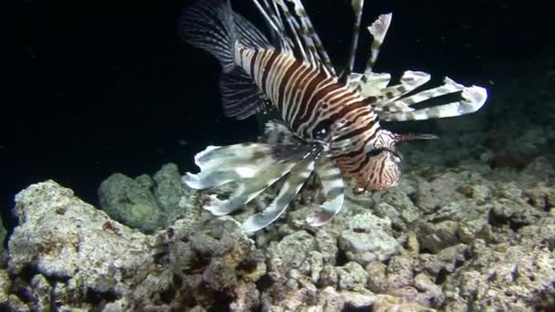 Diving in the Red sea near Egypt. — Stok Video