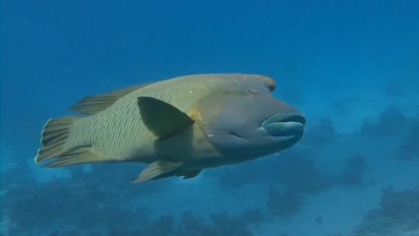 Buceo en el Mar Rojo cerca de Egipto . — Vídeo de stock