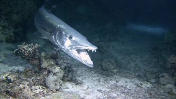 Duiken in de rode zee in de buurt van Egypte. — Stockvideo