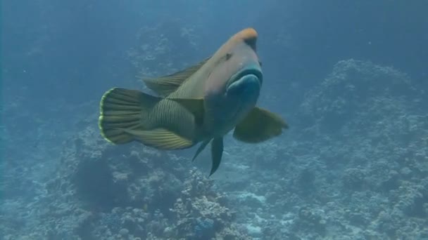 이집트 근처 홍 해에서 다이빙. — 비디오