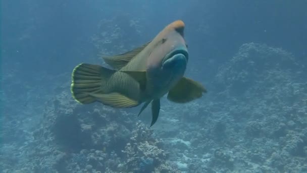 Mergulho no Mar Vermelho perto do Egito . — Vídeo de Stock