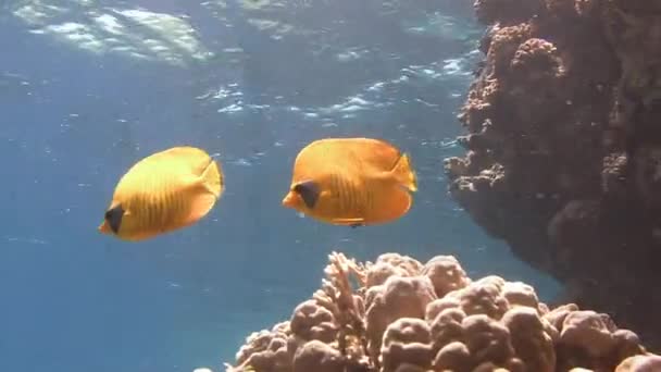 Buceo en el Mar Rojo cerca de Egipto . — Vídeo de stock