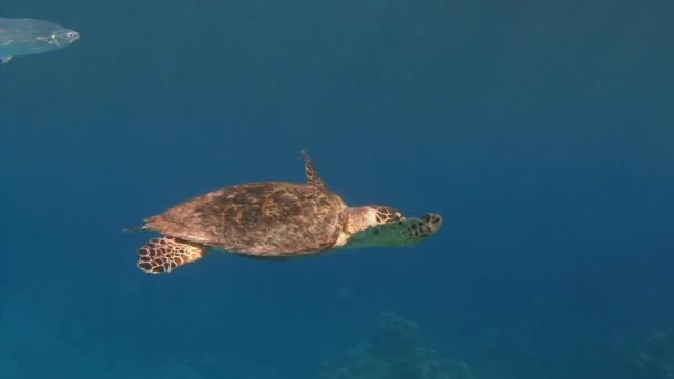 Mergulho no Mar Vermelho perto do Egito . — Vídeo de Stock