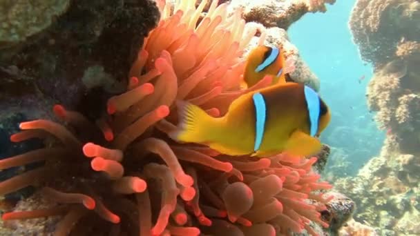 Buceo en el Mar Rojo cerca de Egipto . — Vídeos de Stock