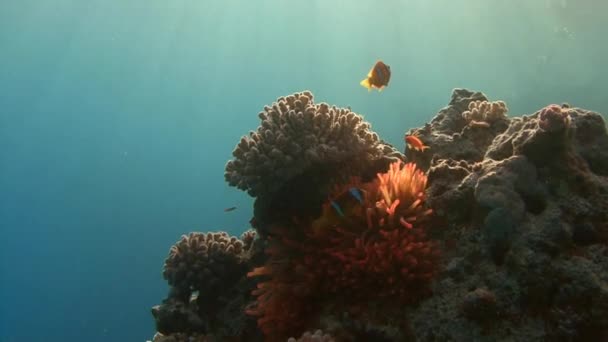 Dykning i Röda havet nära Egypten. — Stockvideo